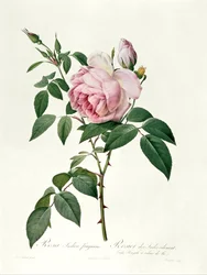 Rosa chinensis és Rosa gigantea, a „Les Roses”-ból, 1817